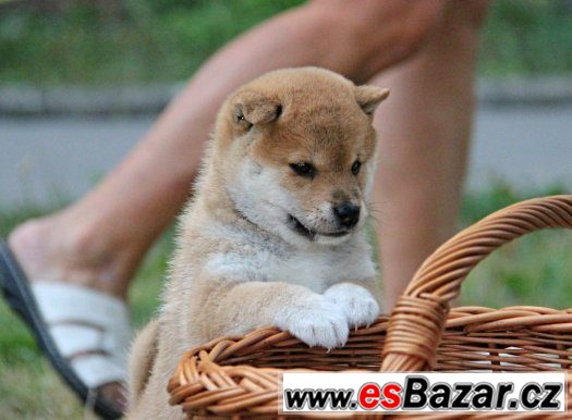 Shiba ini s PP – fotografie 2
