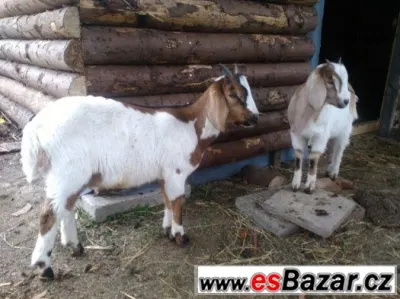Prodám kozlíka 50% AN Linie RAY