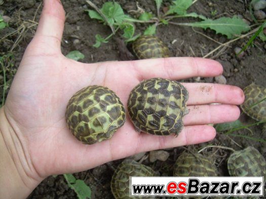 Suchozemská želva - Testudo horsfieldi – fotografie 1