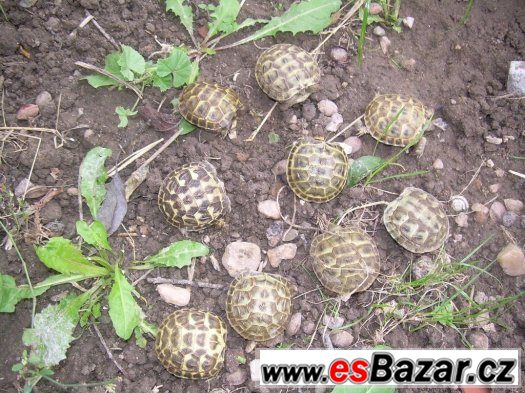 Suchozemská želva - Testudo horsfieldi – fotografie 2