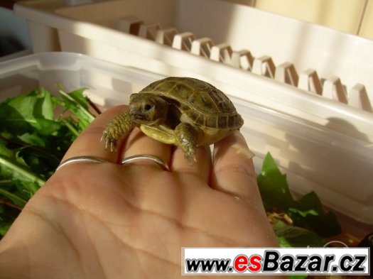 Suchozemská želva - Testudo horsfieldi – fotografie 3