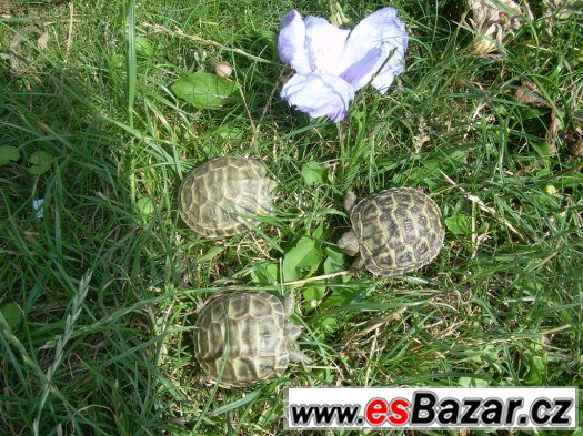 Testudo horsfieldi - želva stepní – fotografie 1