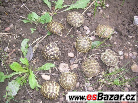 Testudo horsfieldi - želva stepní – fotografie 3