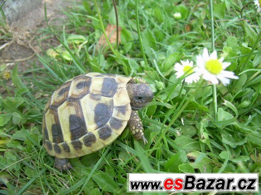 Suchozemská želva – fotografie 5