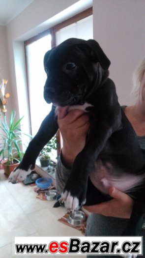 Prodám štěně Amerického Pitbulteriéra – fotografie 5