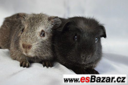 Morčata - hladké a crested – fotografie 2