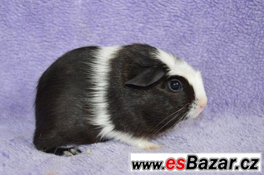 Morčata - hladké a crested – fotografie 3