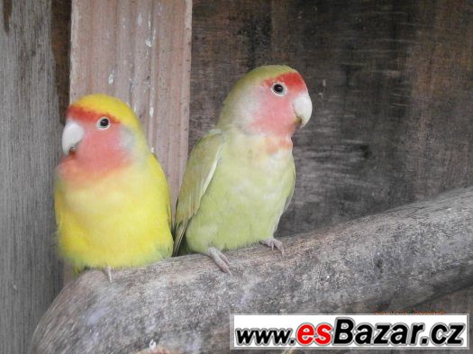 agapornis ruzohrdly – fotografie 1