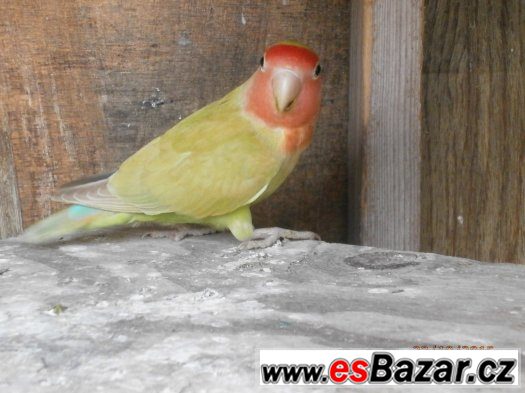 agapornis ruzohrdly – fotografie 3
