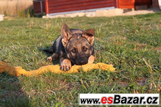 Prodám štěňátko německého ovčáka - fenku – fotografie 1