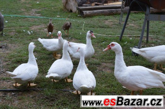 Prodám indické běžce a kachny pižmové – fotografie 1