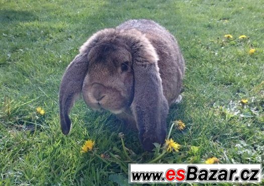 Francouzský beran – fotografie 1