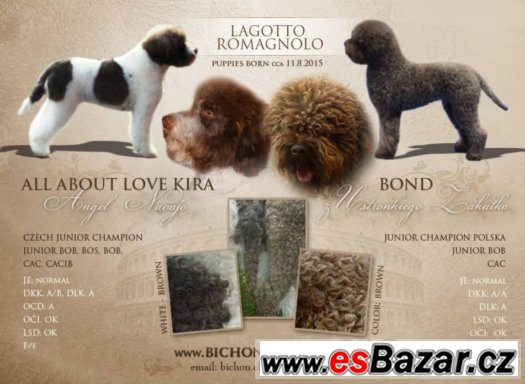 LAGOTTO ROMAGNOLO - ITALSKÝ VODNÍ PES – fotografie 5