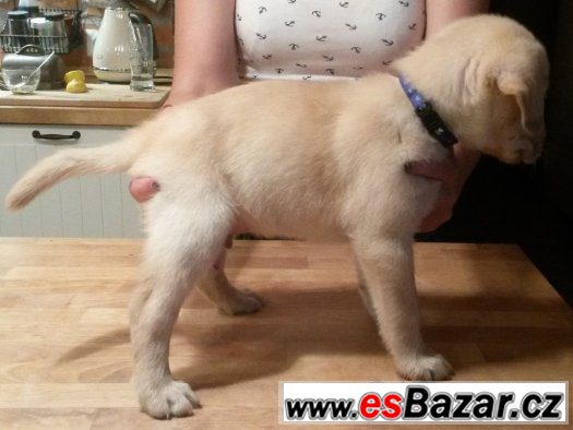 Labrador - štěně – fotografie 1