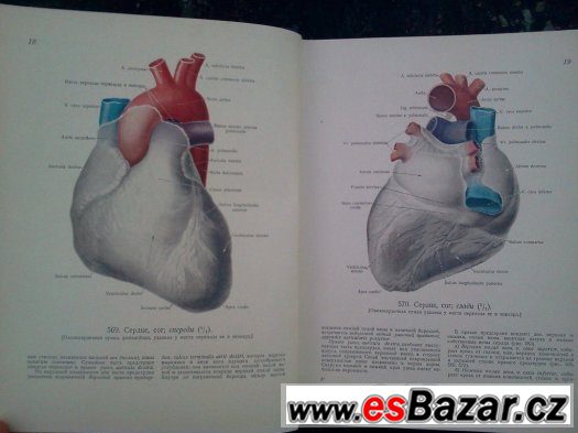 Anatomie člověka – fotografie 3