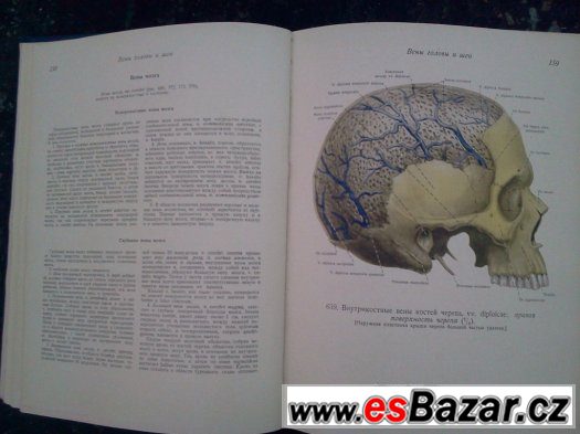 Anatomie člověka – fotografie 4
