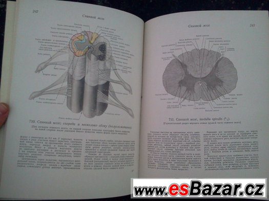 Anatomie člověka – fotografie 5