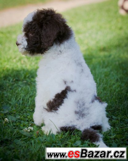 Lagotto Romagnolo - velmi levně – fotografie 5