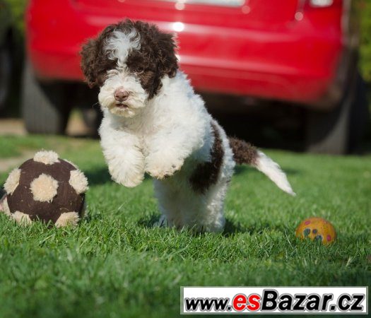 Lagotto Romagnolo - pes - ihned k odběru – fotografie 1