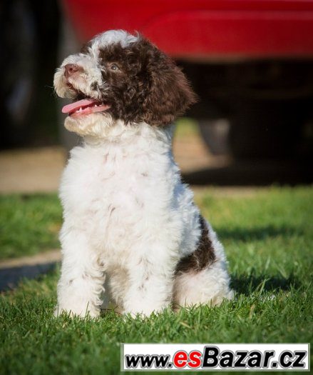 Lagotto Romagnolo - pes - ihned k odběru – fotografie 2