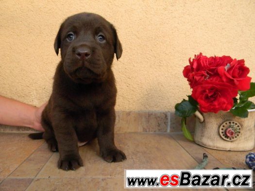 čokoládové štěně labradorského retrievera s PP – fotografie 1