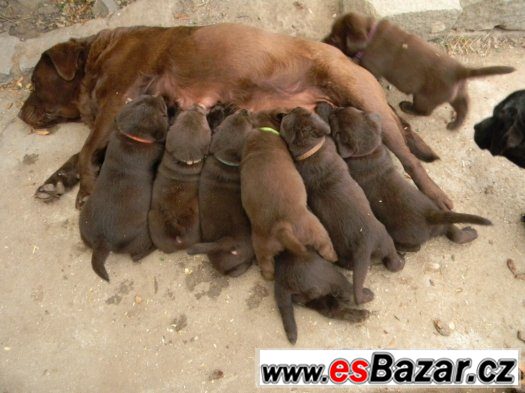 čokoládové štěně labradorského retrievera s PP – fotografie 2