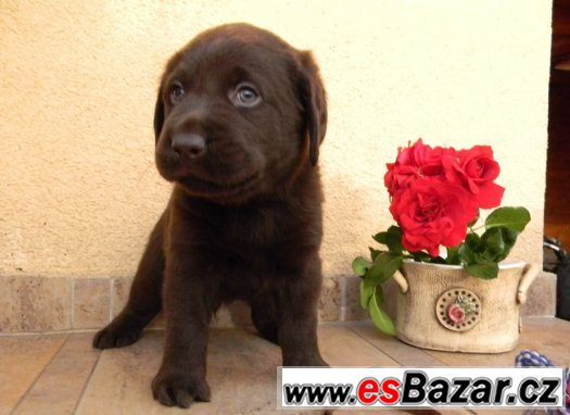 čokoládové štěně labradorského retrievera s PP – fotografie 3