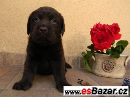 čokoládové štěně labradorského retrievera s PP – fotografie 4