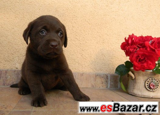 čokoládové štěně labradorského retrievera s PP – fotografie 5