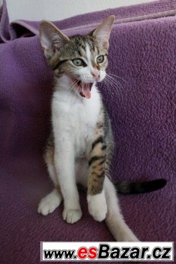 Mourek – fotografie 2