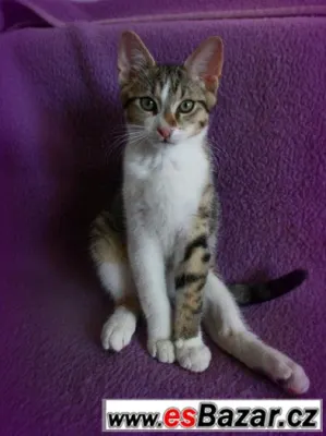 Mourek