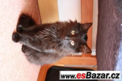 Dlouhosrstý mazlíček hledá domov