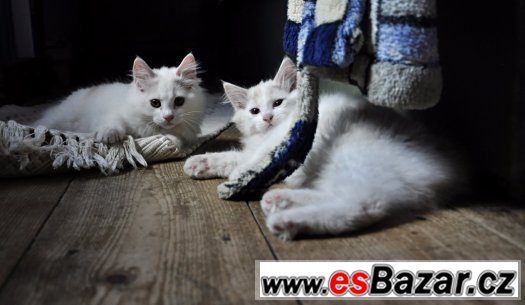 Kurilský bobtail s PP - Praha a okolí – fotografie 1