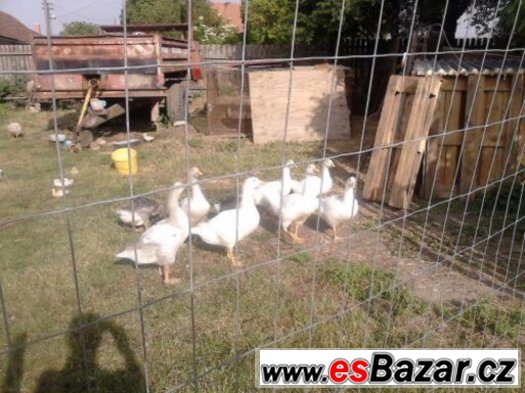 husy k chovu-nebo již zabité a oškubané – fotografie 1