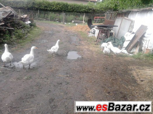 husy k chovu-nebo již zabité a oškubané – fotografie 2