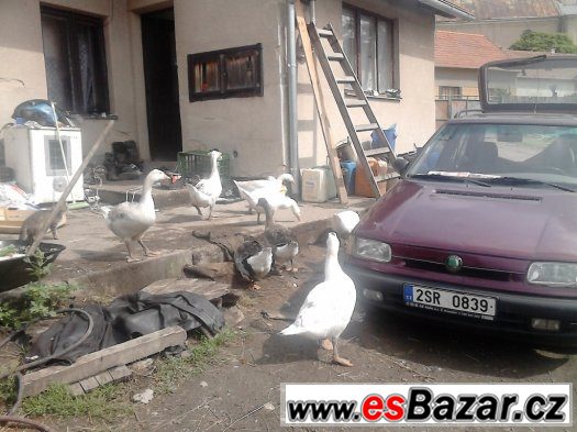 husy k chovu-nebo již zabité a oškubané – fotografie 3