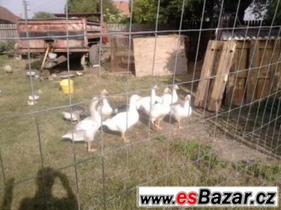 husy k chovu-nebo již zabité a oškubané