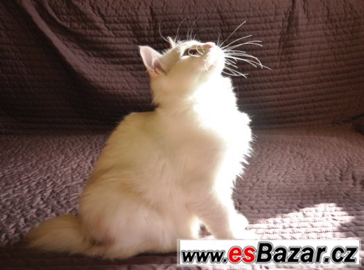 Kurilský bobtail s PP – fotografie 1