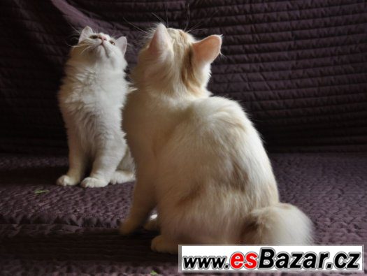 Kurilský bobtail s PP – fotografie 4