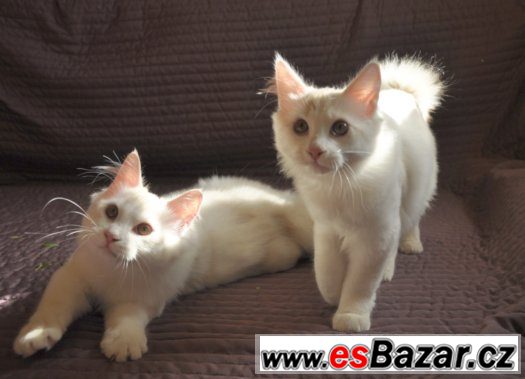 Kurilský bobtail s PP – fotografie 5