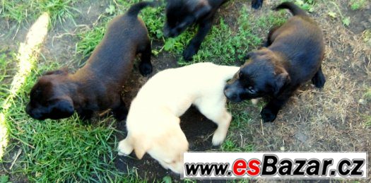 Kříženci labradora – fotografie 1