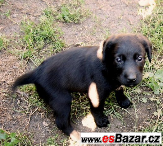 Kříženci labradora – fotografie 2