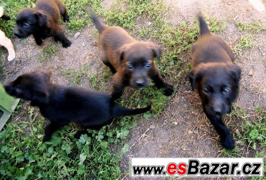 Kříženci labradora – fotografie 3