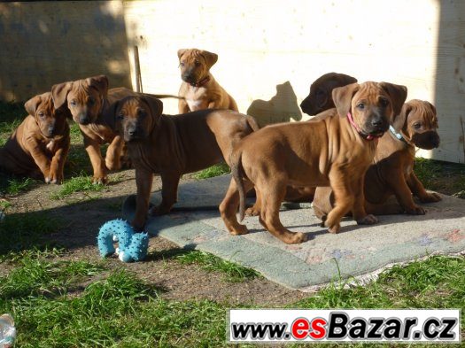 Rhodéský ridgeback - štěňátka s PP – fotografie 3