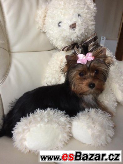 Yorkshire terrier carrier – fotografie 1