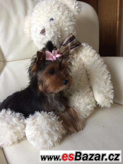 Yorkshire terrier carrier – fotografie 2