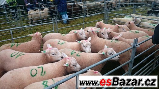 TEXEL - plemenní berani – fotografie 1