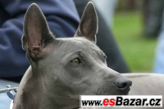Thajský ridgeback – fotografie 1