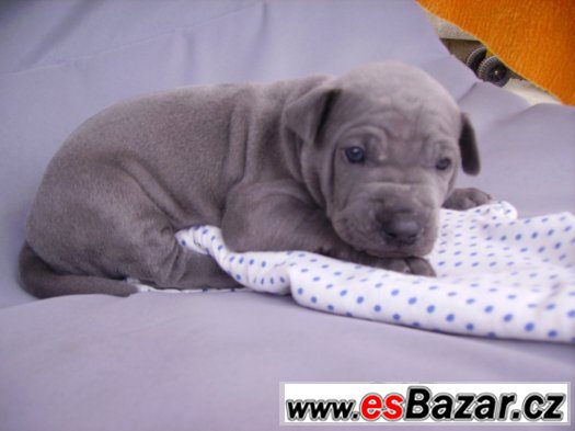 Thajský ridgeback – fotografie 3