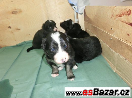 štěně Border kolie – fotografie 1